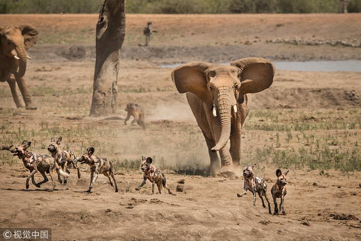 南非野狗盯上象群幼崽 遭成年象驱逐集体逃跑