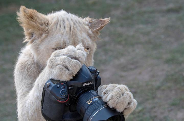 南非数头小狮子“客串”摄影师 好奇摆弄相机