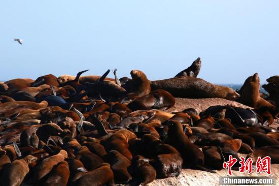 南非海豹岛海豹成群 亲近人类
