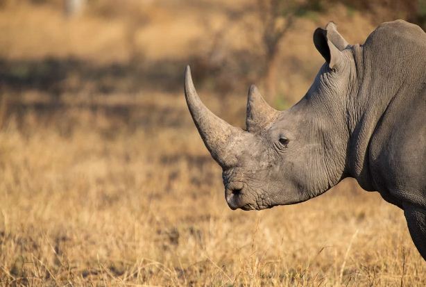 南非政府发放犀牛和豹的狩猎出口许可证